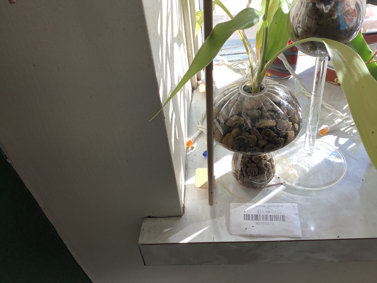 Bamboo in Glass Mushroom