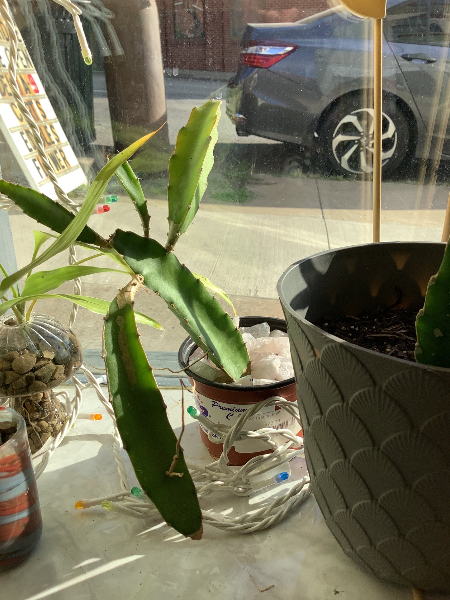 (W) Dragon Fruit Cactus