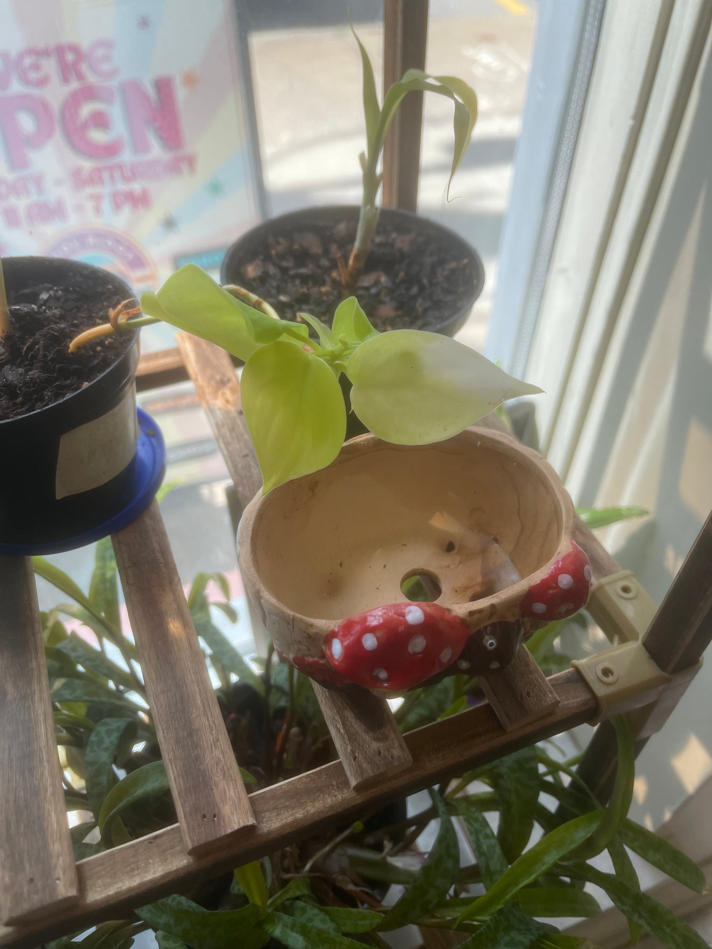 Philodendron Lemon Lime