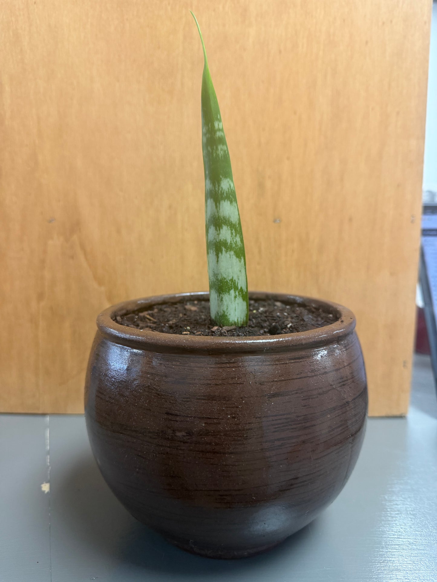 Snake Plant in Large Round Planter