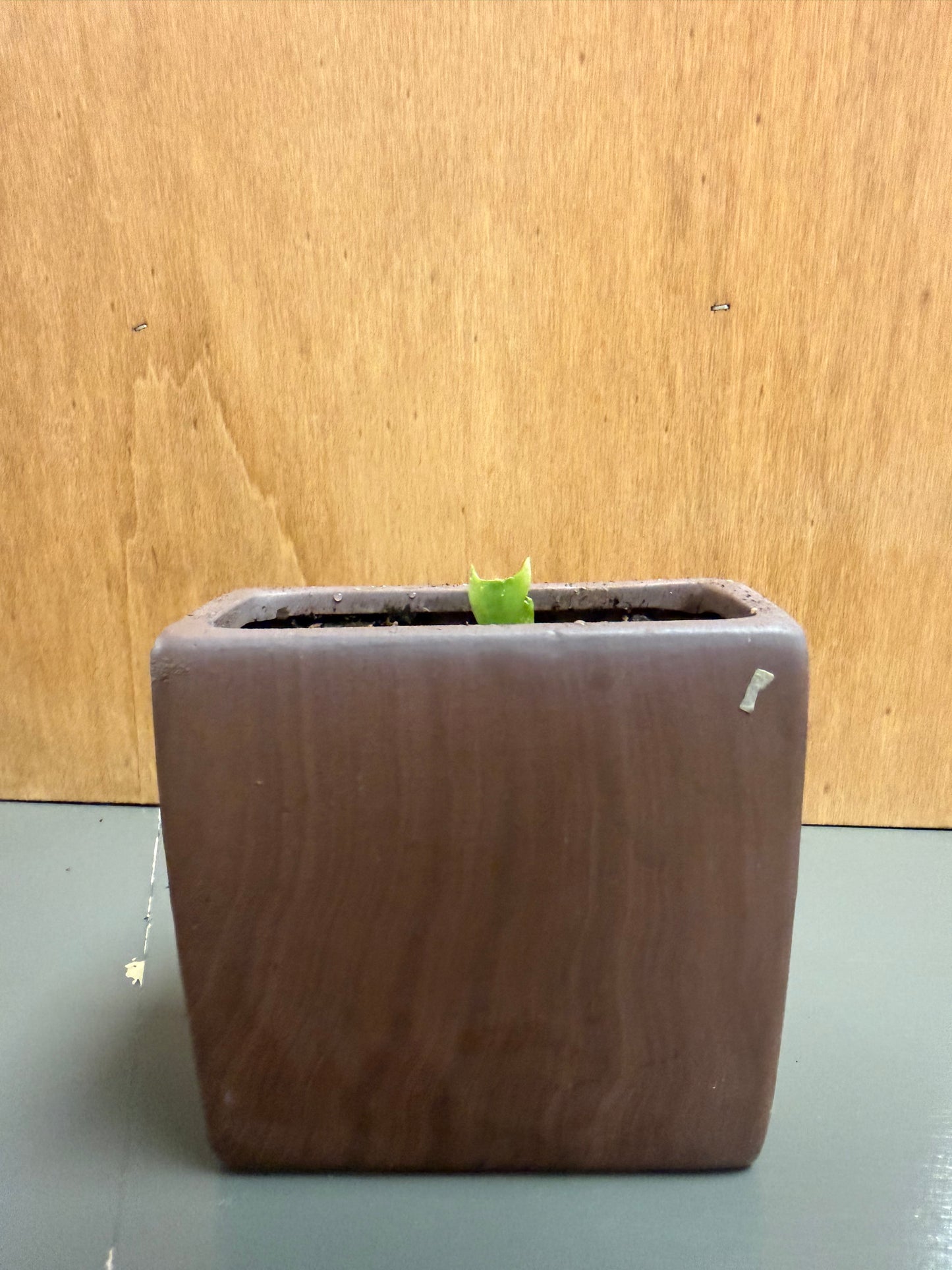 Christmas Cactus in Rctangular Woodgrain Vase