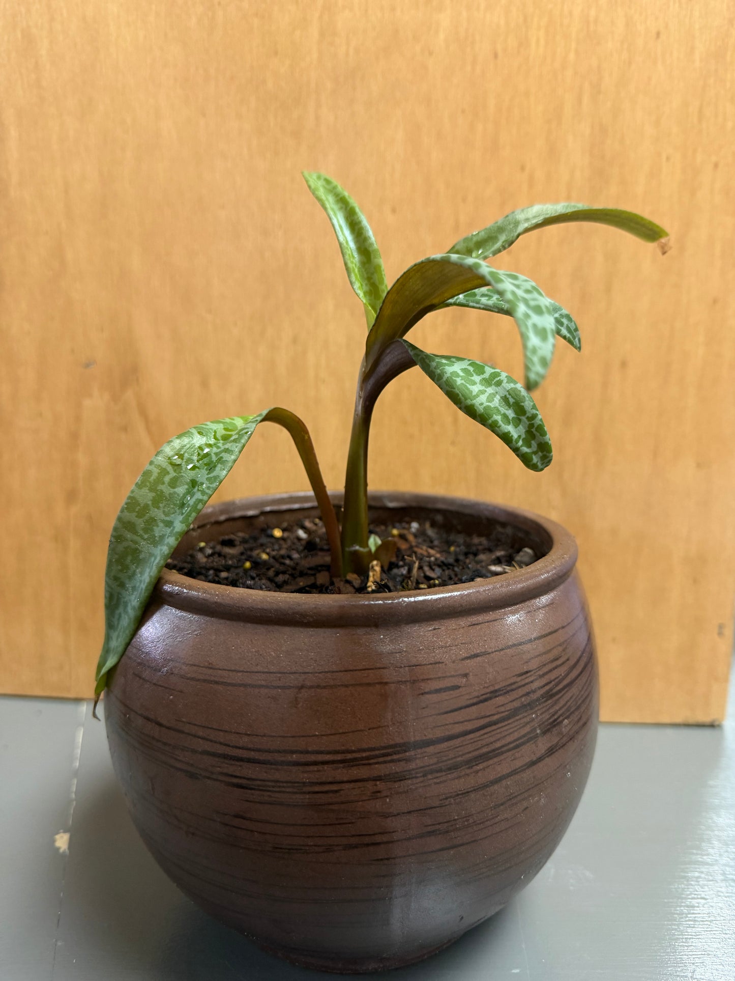 Silver Squill in Large Round Planter