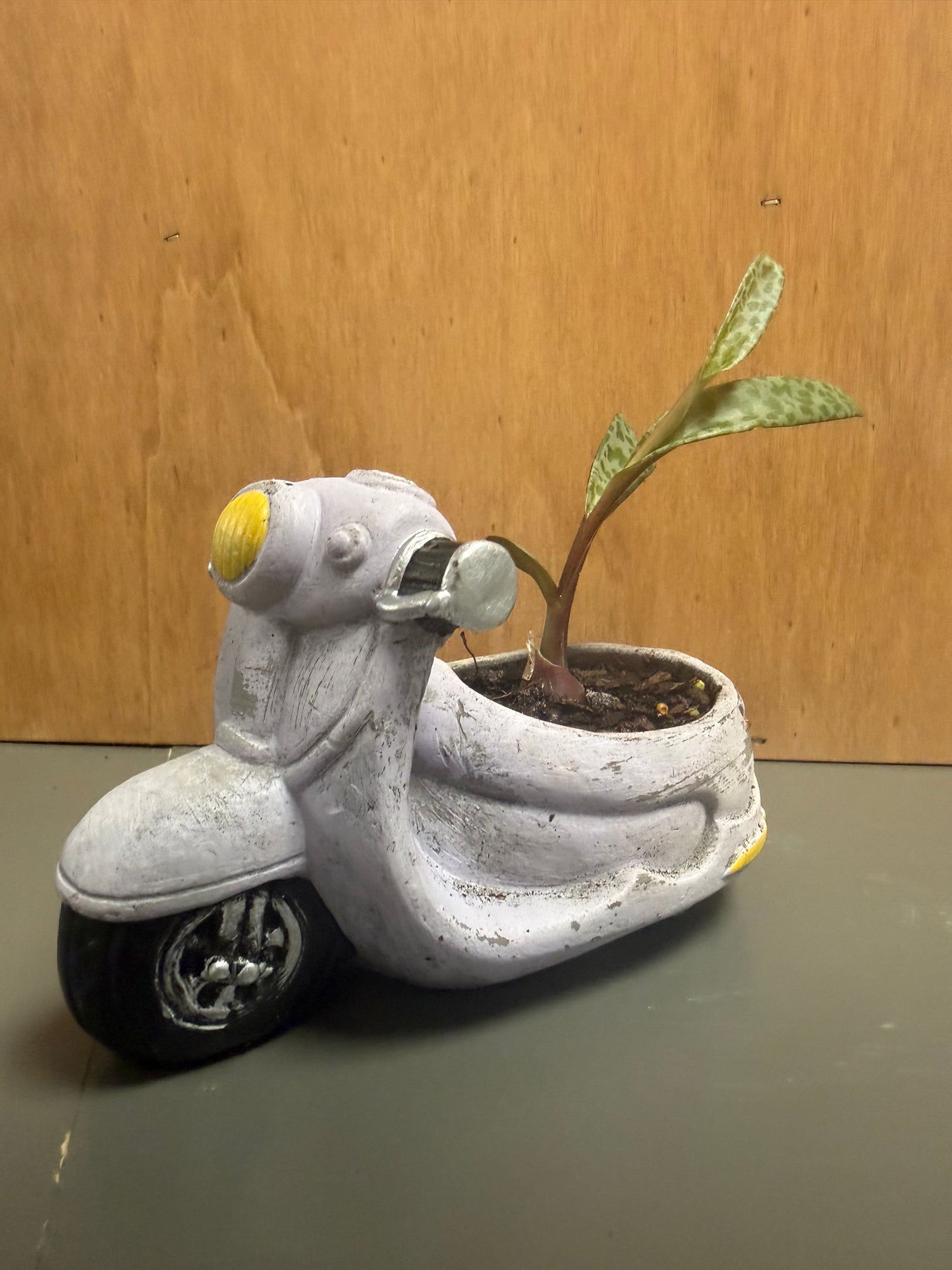 Silver Squill in Caraciture Vehicle