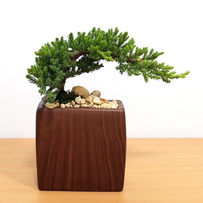 Bonsai Tree with Woodgrain Rectangular Vase