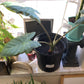(W) Elephant Ear