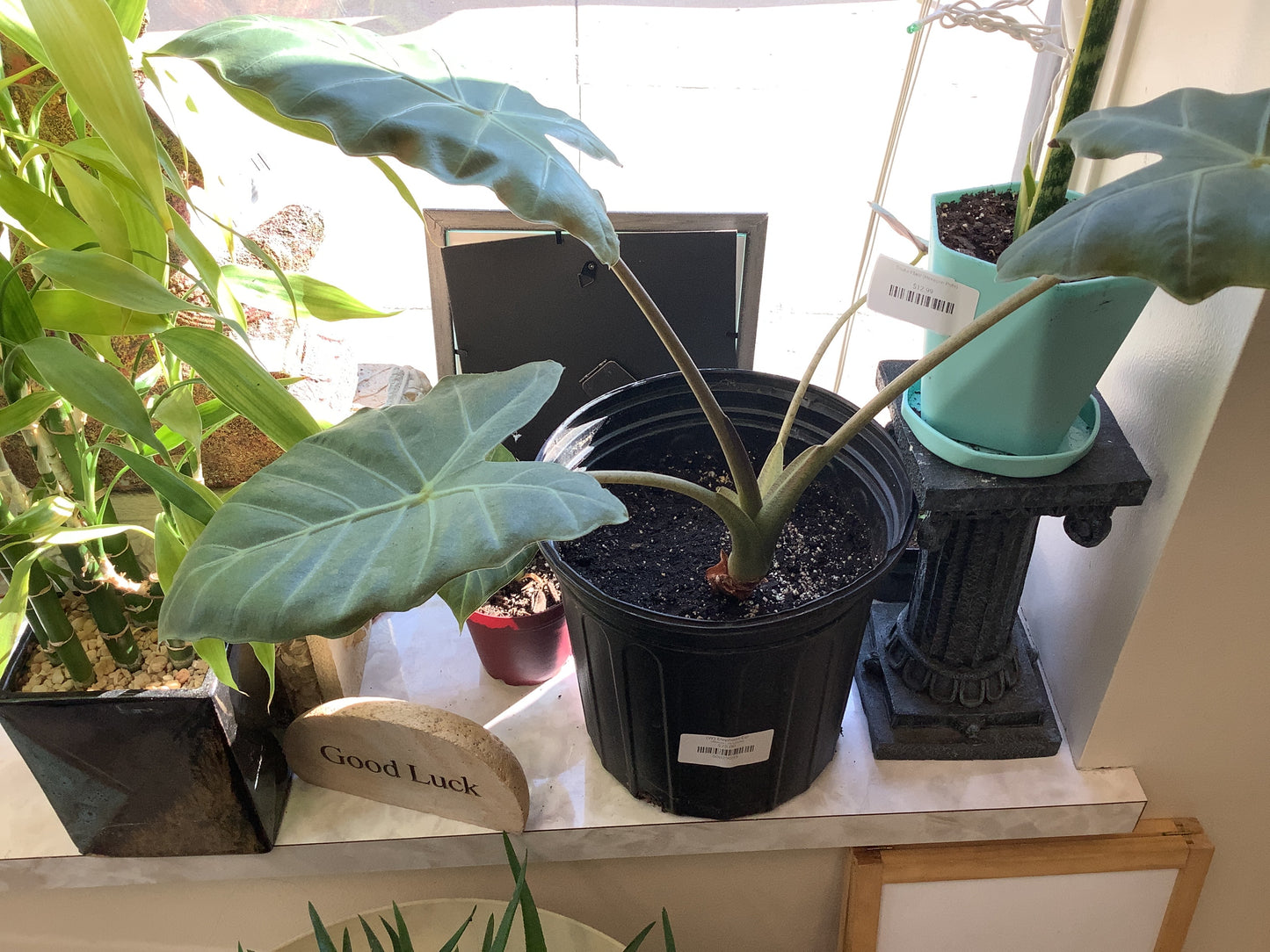 (W) Elephant Ear