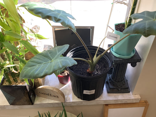 (W) Elephant Ear