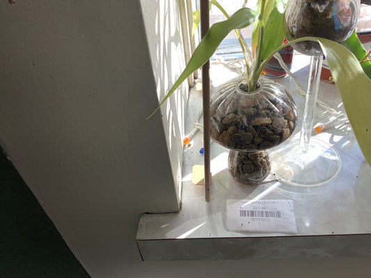 Bamboo in Glass Mushroom