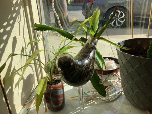 Aloe Plant in Glass Bird