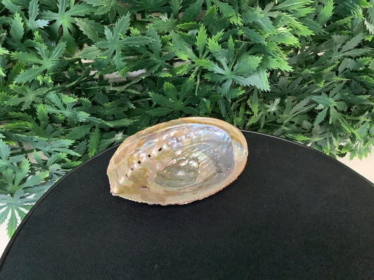 Abalone Shell for Smudging