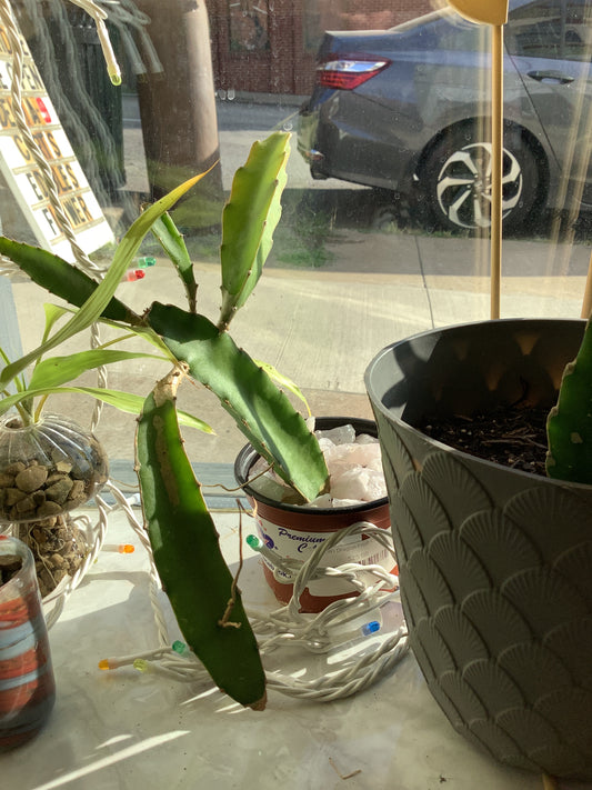 (W) Dragon Fruit Cactus