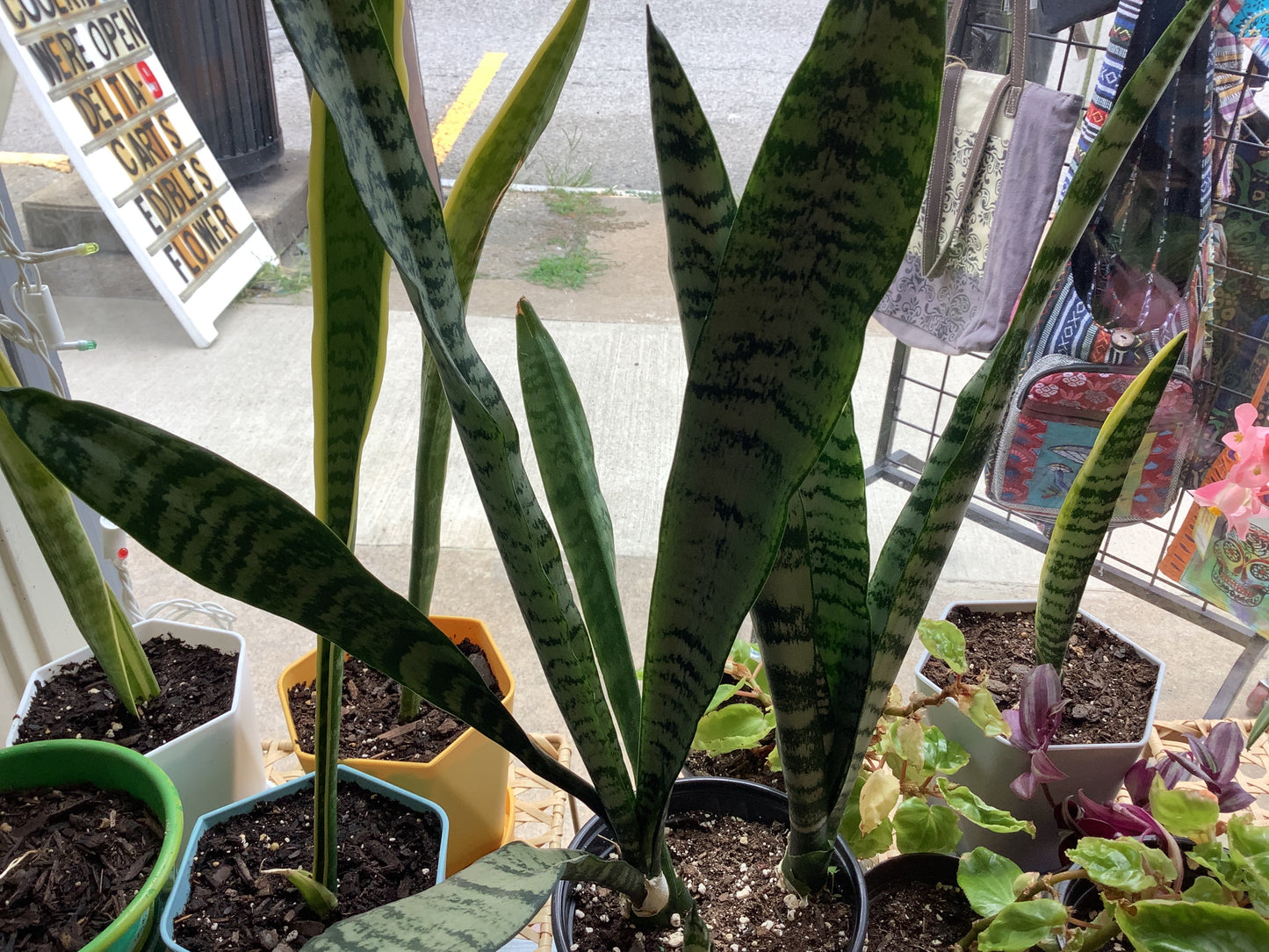 Snake Plant