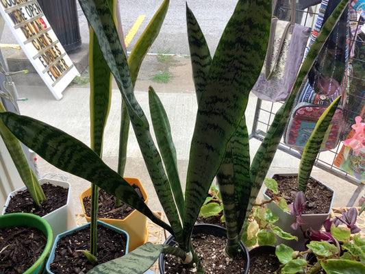 Snake Plant