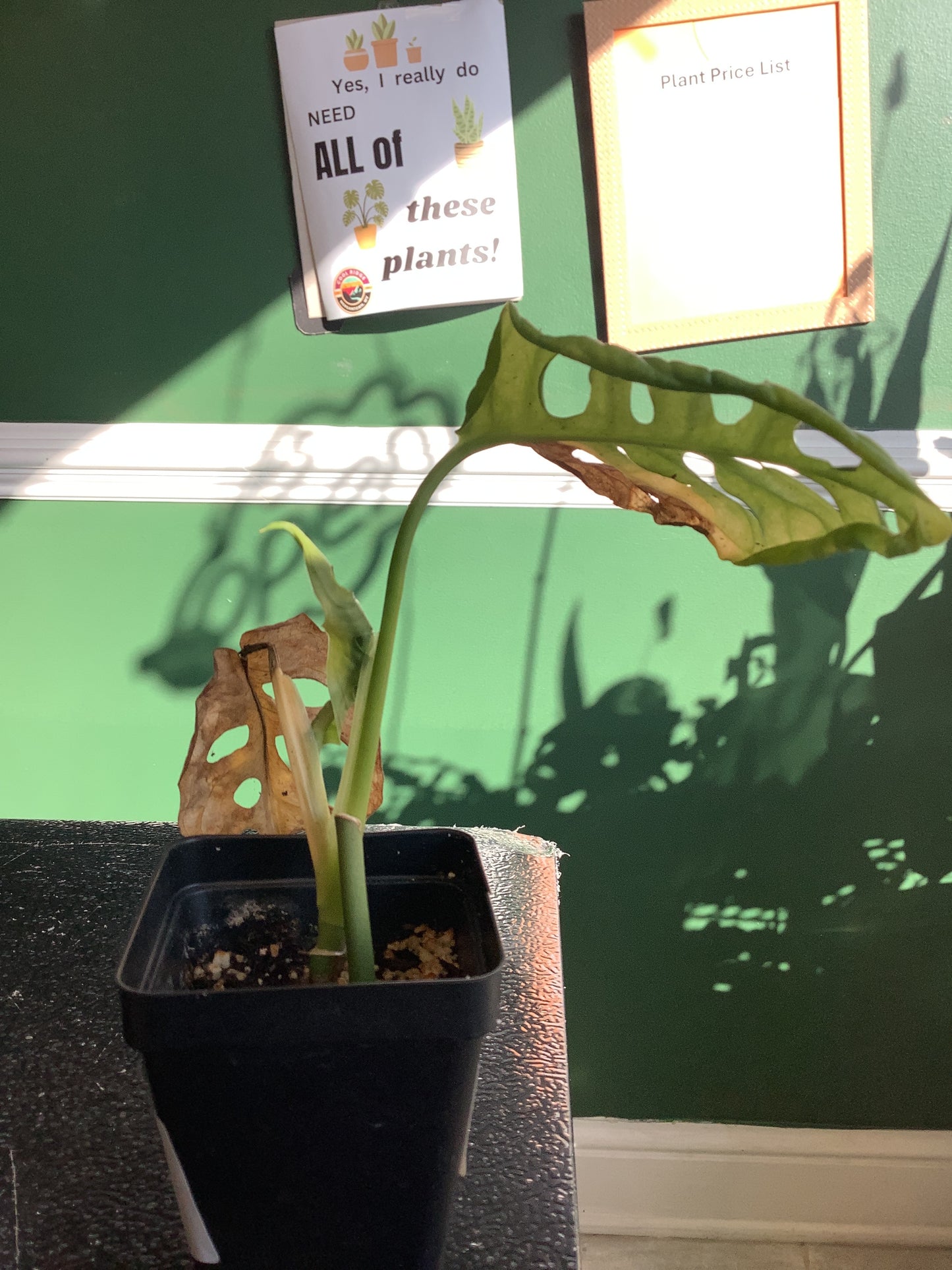 (W) Swiss Cheese Monstera