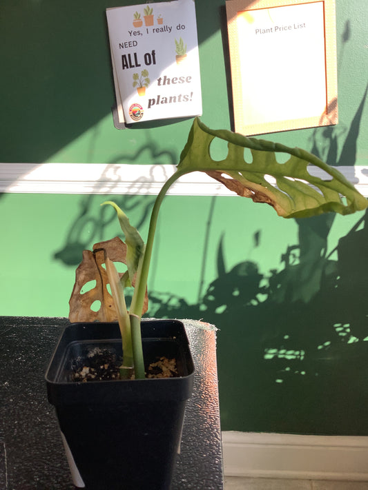 (W) Swiss Cheese Monstera
