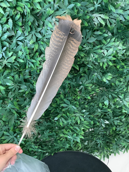 Bronze Turkey Tail Feather