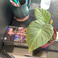 (W) Elephant Ear
