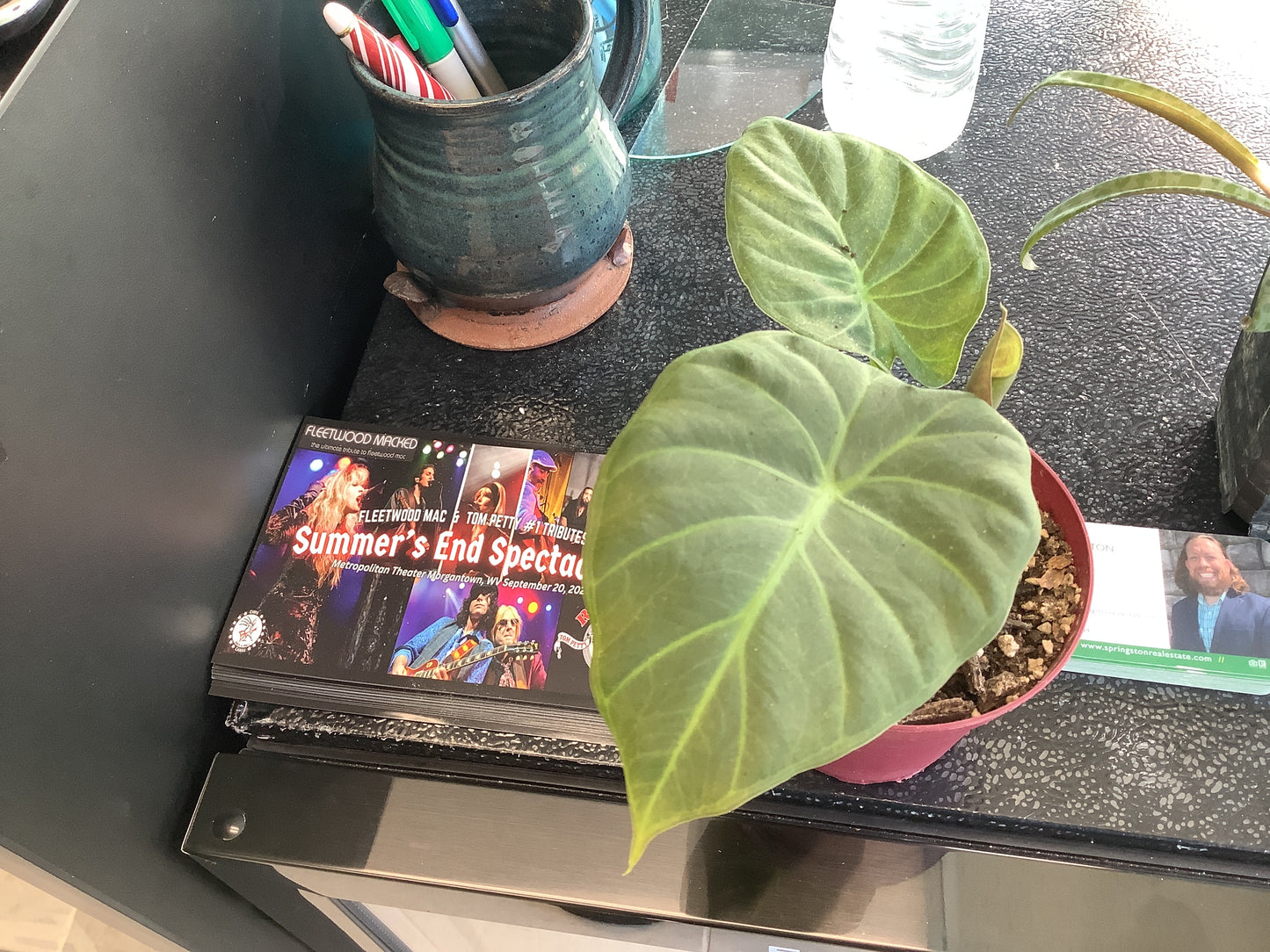 (W) Elephant Ear