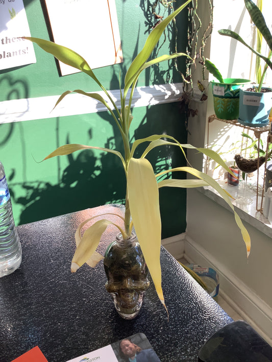 Bamboo Starter in Glass Skull