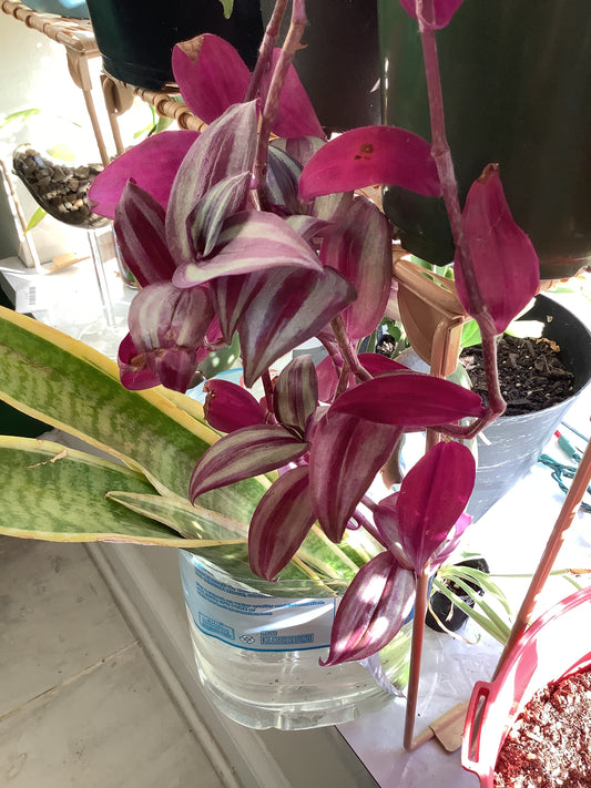 Purple Wondering Dudes