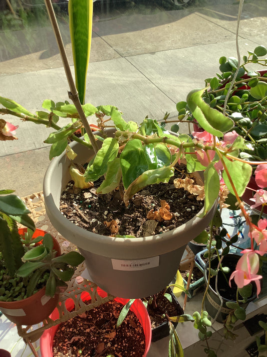 (W) Wax Begonia