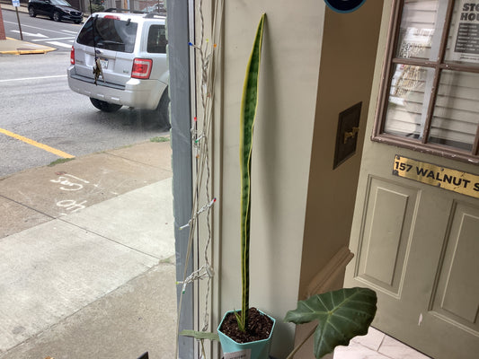 Snake Plant (Hexagon Pots)