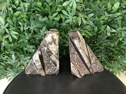 Fossil Bookend Set of 2