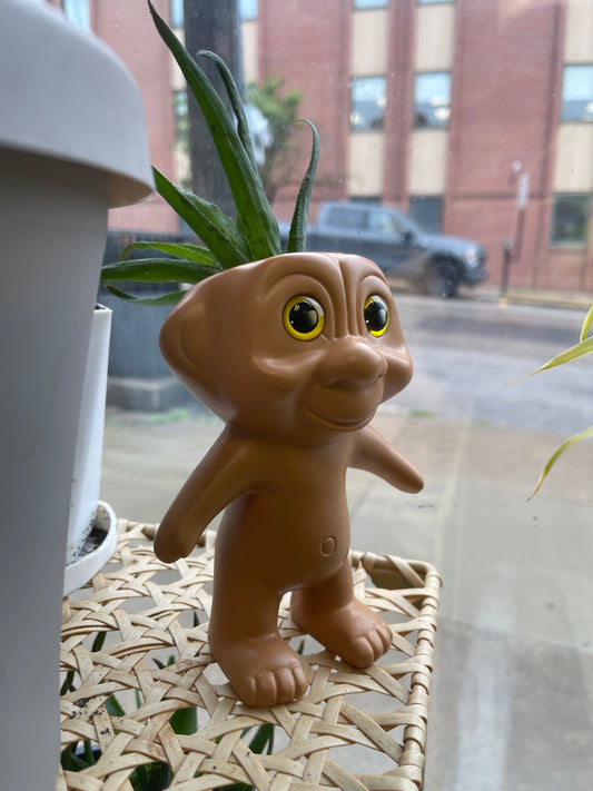 Aloe Plant in Troll