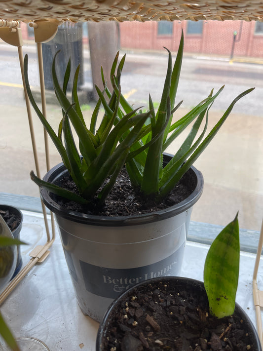 Aloe Plant