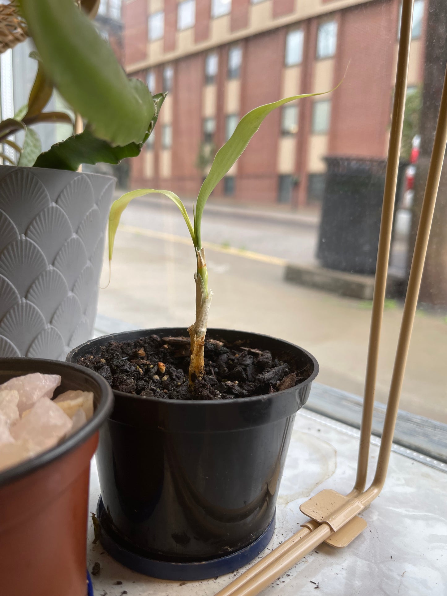 Bamboo Plant