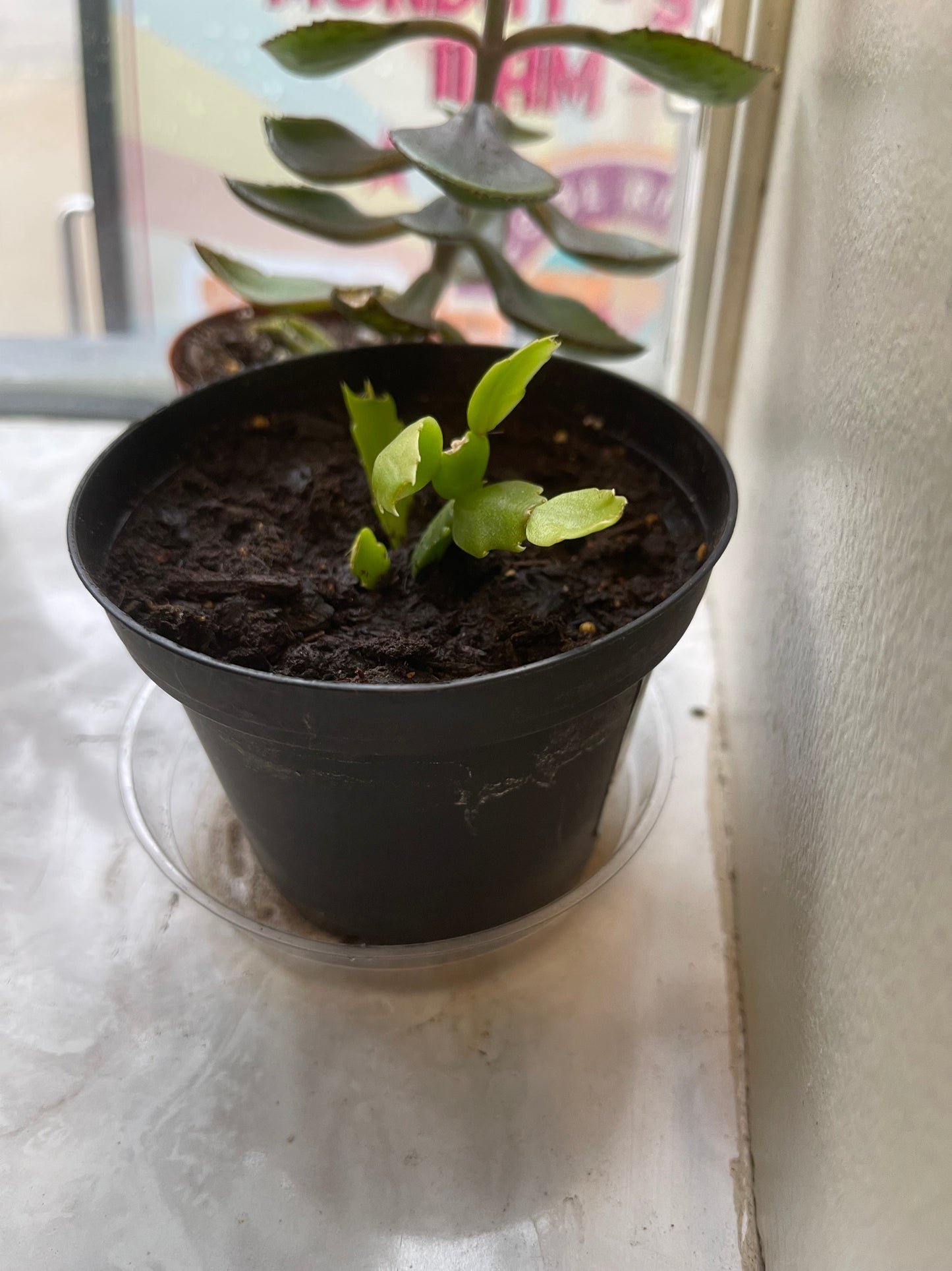 Christmas Cactus