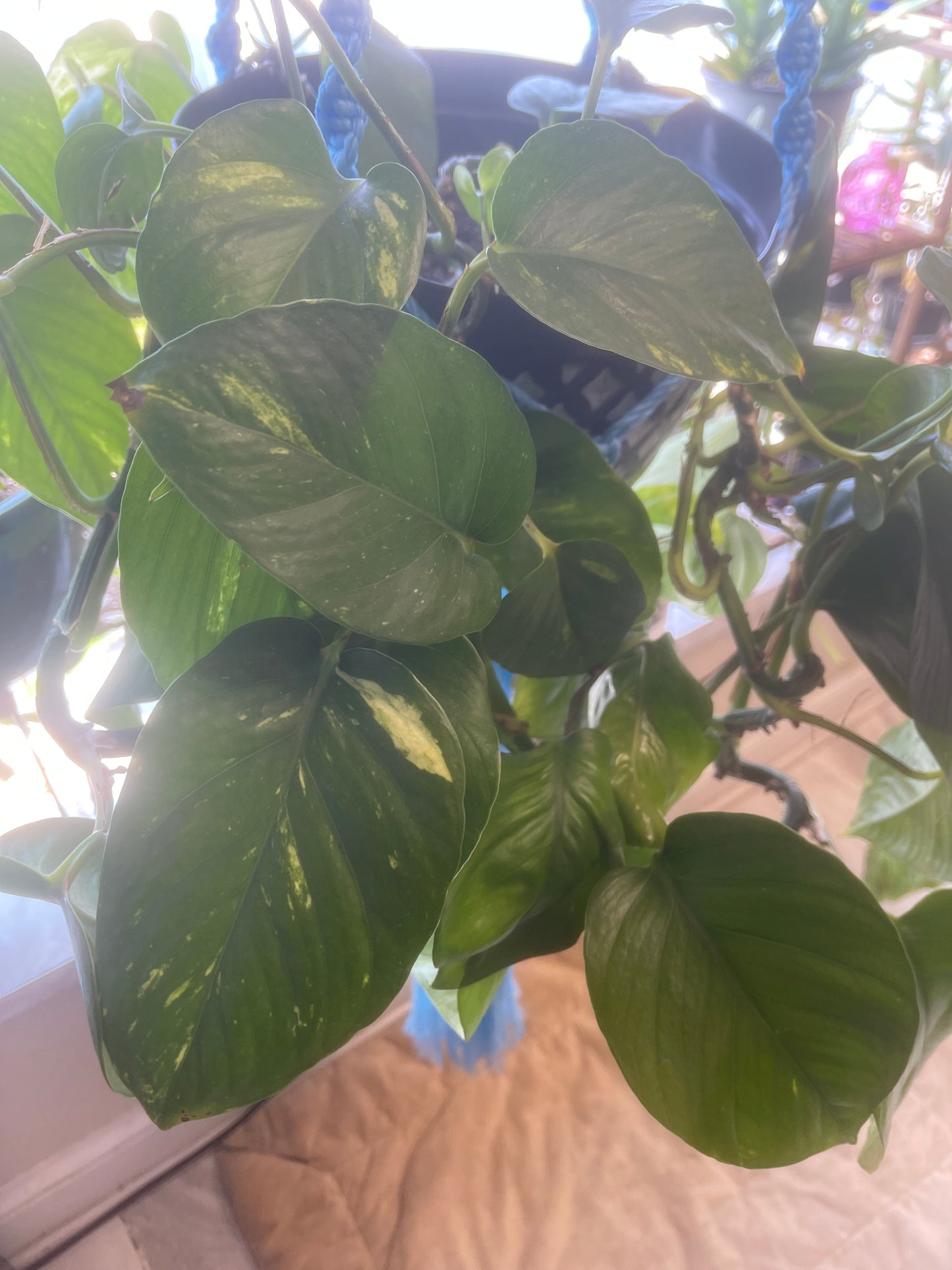 Golden Pothos