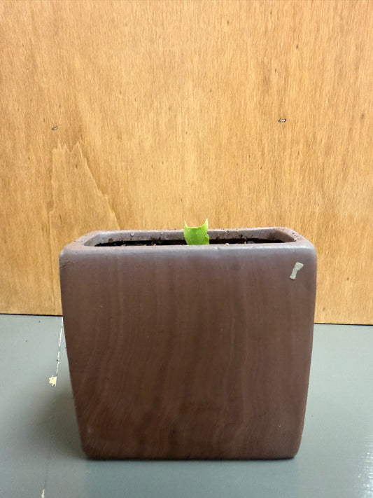 Christmas Cactus in Rctangular Woodgrain Vase
