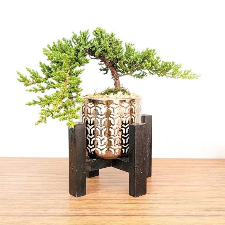 Diamond Glow Vase – Elevated with Bonsai Tree