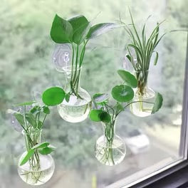 Window Plant Propagation