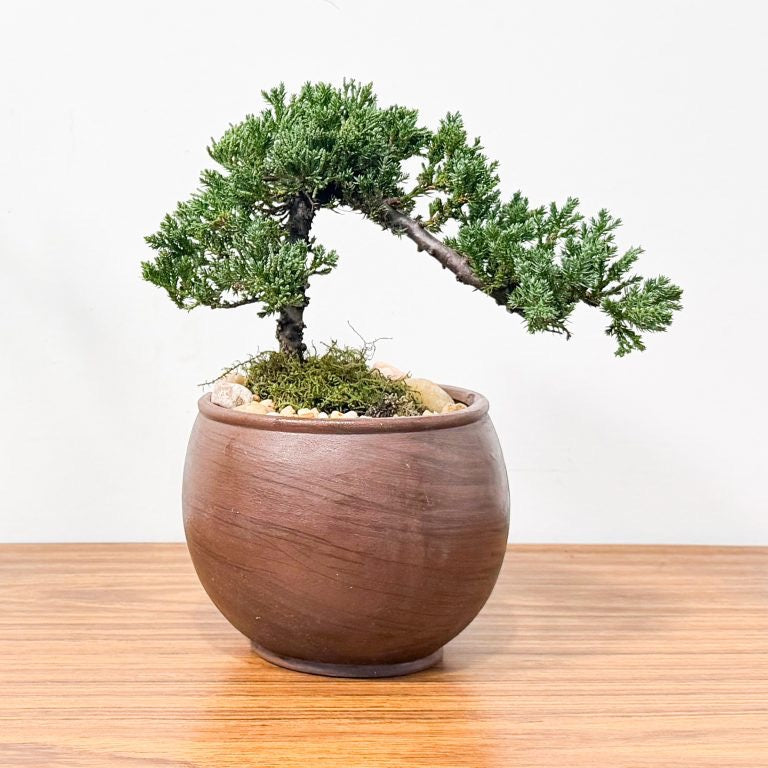Large Bonsai in Sphere Vase